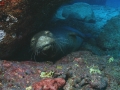 Hawaiian Monk Seal