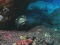 Hawaiian Monk Seal