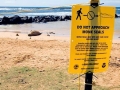Hawaiian Monk Seal