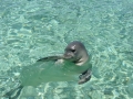 Hawaiian Monk Seal
