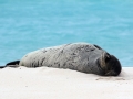 Hawaiian Monk Seal