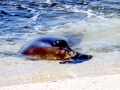 Hawaiian Monk Seal