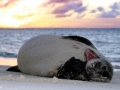 Hawaiian Monk Seal