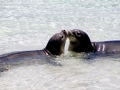 Hawaiian Monk Seal
