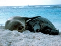 Hawaiian Monk Seal
