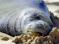 Hawaiian Monk Seal