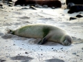 Hawaiian Monk Seal