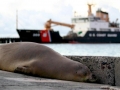 Hawaiian Monk Seal