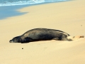 Hawaiian Monk Seal