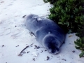 Hawaiian Monk Seal