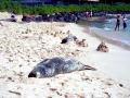 Hawaiian Monk Seal