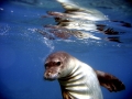 Hawaiian Monk Seal