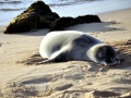 Hawaiian Monk Seal