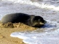 Hawaiian Monk Seal