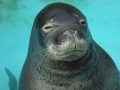 Hawaiian Monk Seal