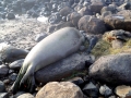 Hawaiian Monk Seal