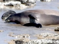 Hawaiian Monk Seal