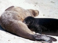 Hawaiian Monk Seal
