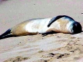 Hawaiian Monk Seal
