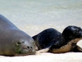 Hawaiian Monk Seal