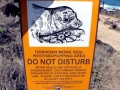 Hawaiian Monk Seal
