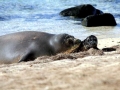 Hawaiian Monk Seal