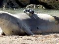 Hawaiian Monk Seal
