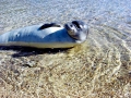 Hawaiian Monk Seal