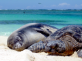 Hawaiian Monk Seal