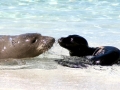 Hawaiian Monk Seal