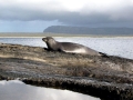 Hawaiian Monk Seal