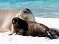 Hawaiian Monk Seal