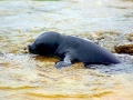 Hawaiian Monk Seal