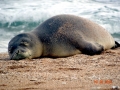 Hawaiian Monk Seal
