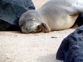 Hawaiian Monk Seal