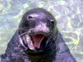 Hawaiian Monk Seal