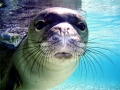 Hawaiian Monk Seal
