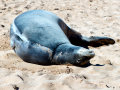 Hawaiian Monk Seal