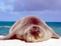 Hawaiian Monk Seal