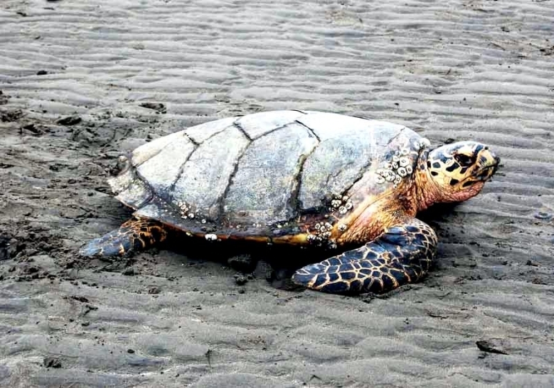 Hawksbill Sea Turtle