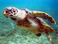 Hawksbill Sea Turtle