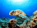 Hawksbill Sea Turtle