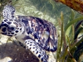 Hawksbill Sea Turtle