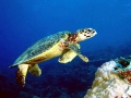 Hawksbill Sea Turtle