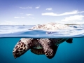 Hawksbill Sea Turtle