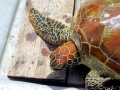 Hawksbill Sea Turtle