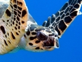 Hawksbill Sea Turtle
