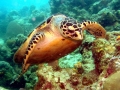 Hawksbill Sea Turtle