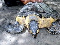 Hawksbill Sea Turtle