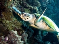 Hawksbill Sea Turtle